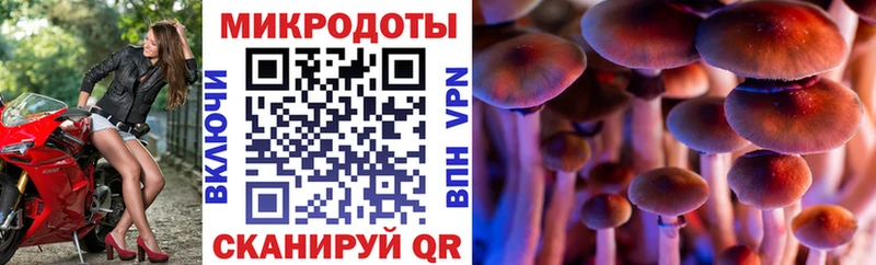 площадка клад  Александровск  Галлюциногенные грибы Cubensis 
