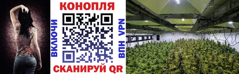 где купить   гидра вход  Канабис OG Kush  Александровск 